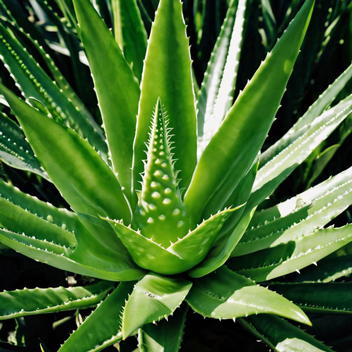 Aloe Vera - houseplants harmful to cats