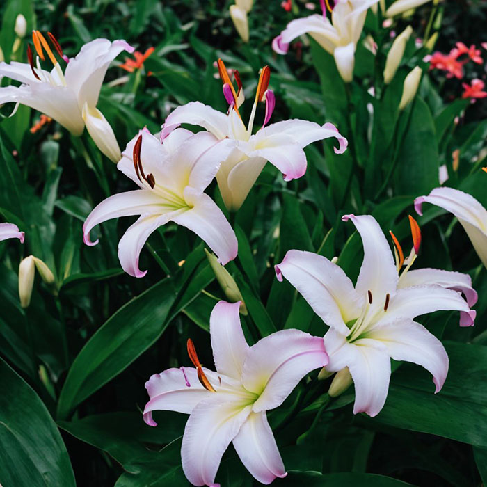 Lilies - house plants harmful to cats