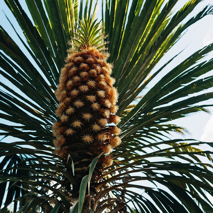 Sago Palm - house plants harmful to cats