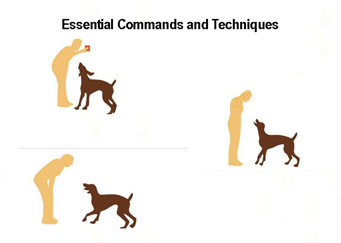 Achieving Dog Obedience: Essential Commands and Techniques