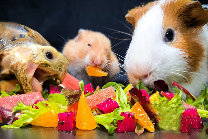 change the diet of small animals