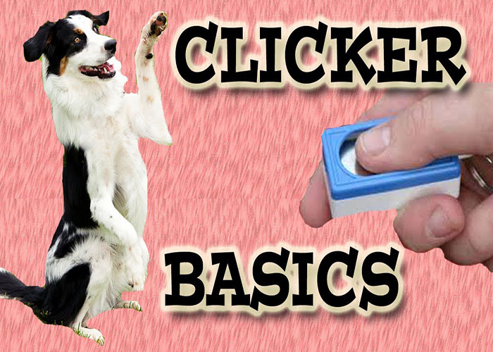 Clicker Training Basics: Using Sound for Dog Command