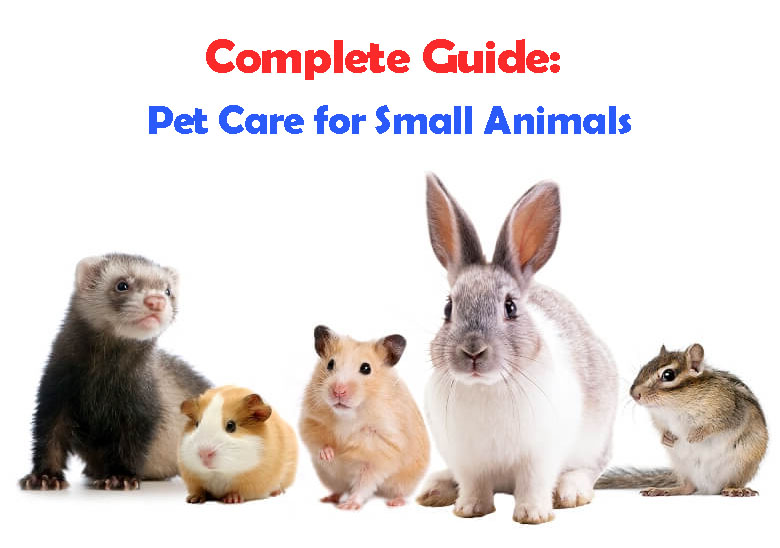 Complete Guide: Pet Care for Small Animals