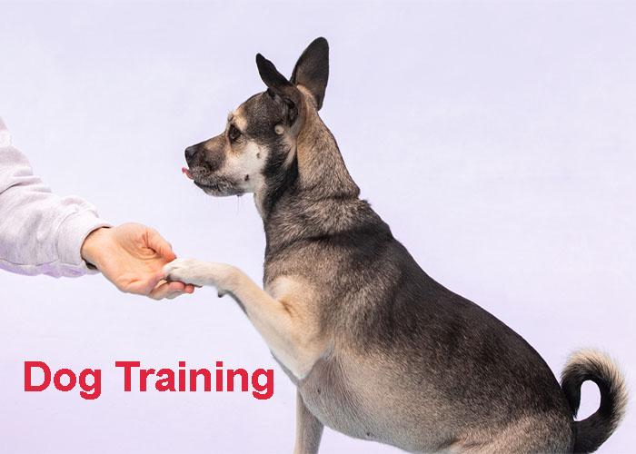 Essential Dog Training: Mastering the Basics