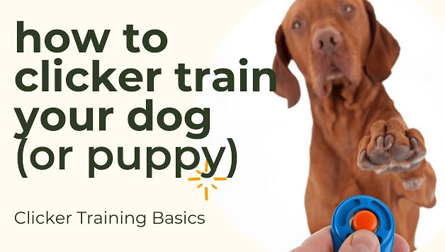 how to clicker train a dog