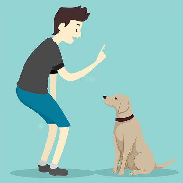 How to teach a dog no command