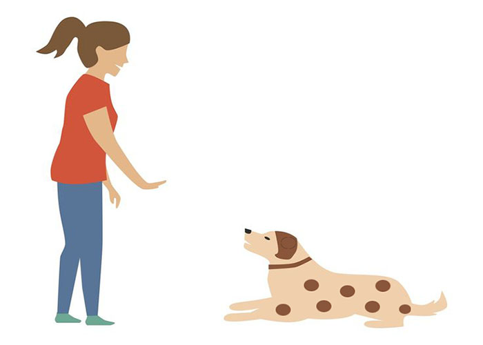 How to teach a dog to down: A Fundamental Skill for Your Dog