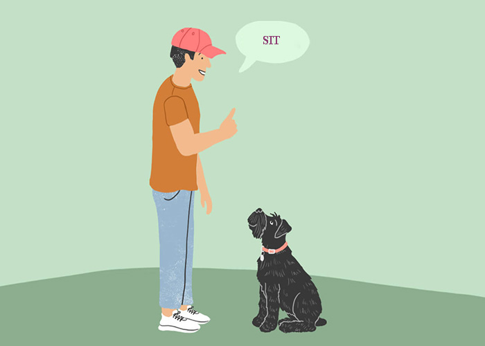 How to teach a dog to sit: Detailed step-by-step instructions