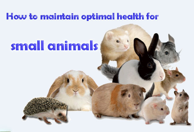Maintaining Optimal Health for Small Animals