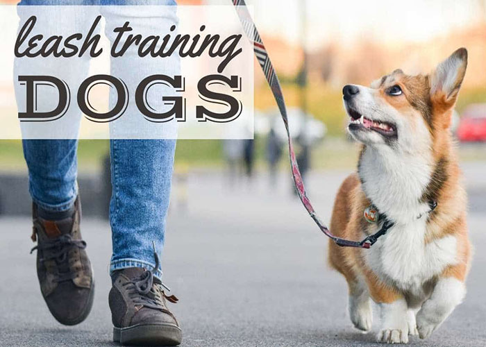 Mastering Leash Training: Teaching Your Dog to Walk Nicely