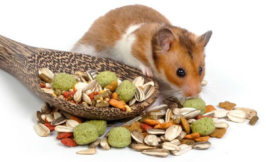 Nutritional needs of small animals
