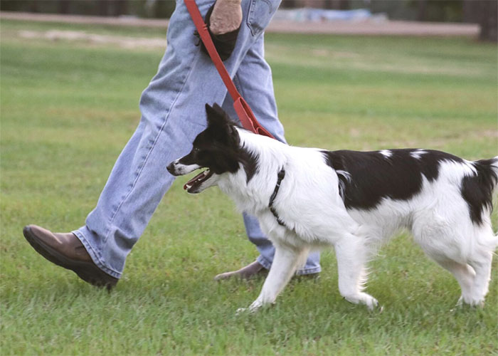 Obedience Training for Dog