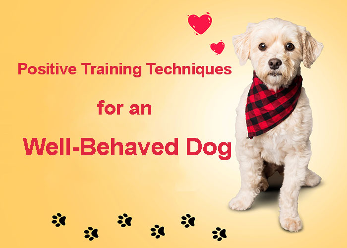 Positive Training Techniques for an Well-Behaved Dog