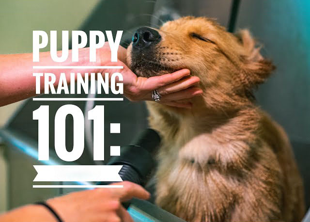 Puppy Training 101: Introducing Basic Commands