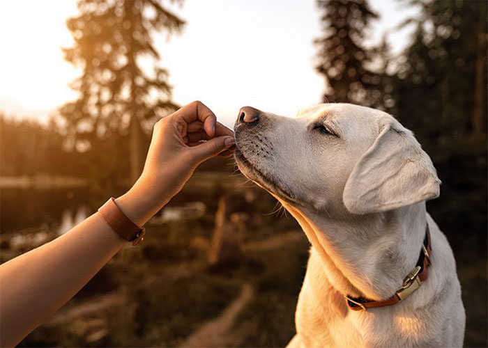 Reward-Based Training: Motivating Your Dog to Succeed