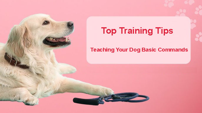 Teaching Your Dog Basic Commands