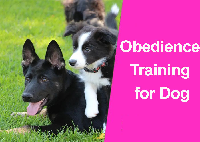 The Power of Obedience Training for Dog