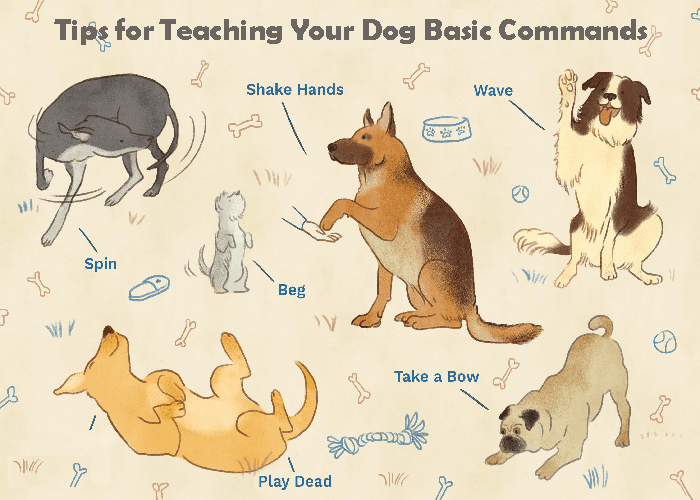 Top Training Tips for Teaching Your Dog Basic Commands
