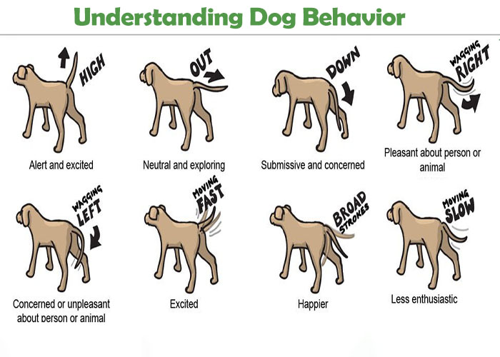 Understanding Dog Behavior: Building a Stronger Bond