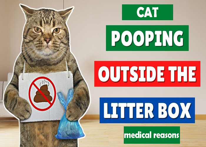 cat pooping outside litter box medical reasons
