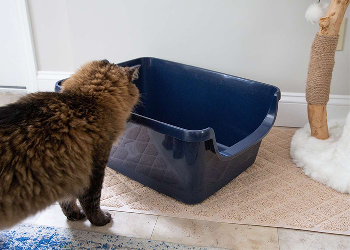 litter box problems with cat