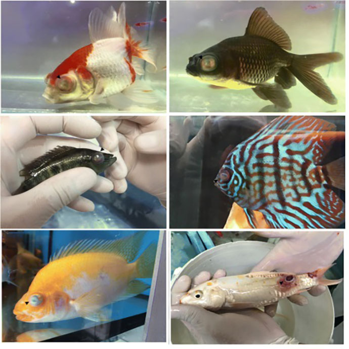 Top 5 Bacterial Diseases in Fish: A Comprehensive Guide