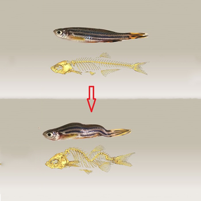 How to Fix a Bent Fish